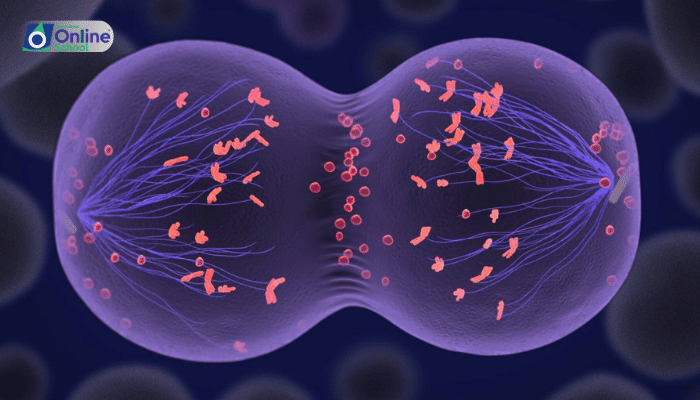 Lesson 10: The Essence of Meiosis: Ensuring Diversity and Continuity